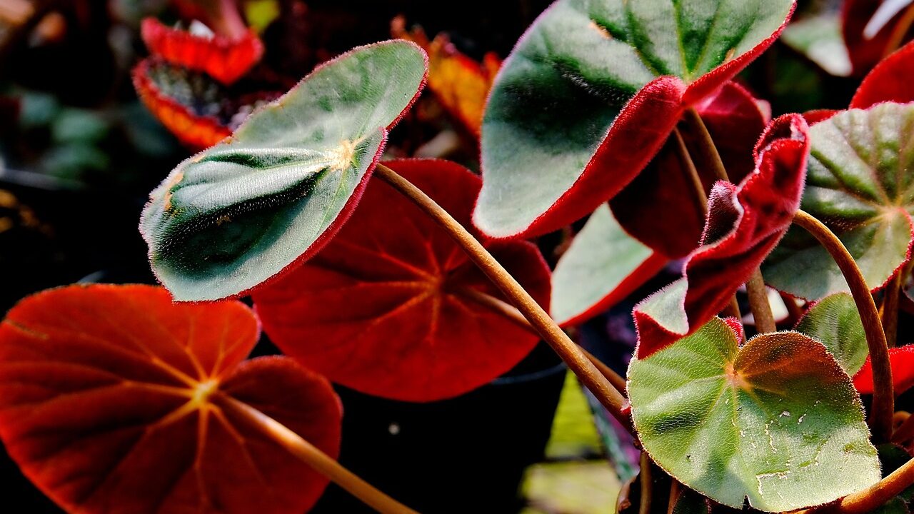 indoor green oasis setup